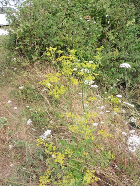 Wild Parsnip (Pastinaca sativa)