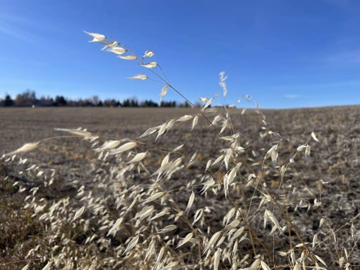 Wild oats (Avena fatua)