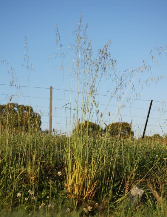 Wild oats (Avena fatua)