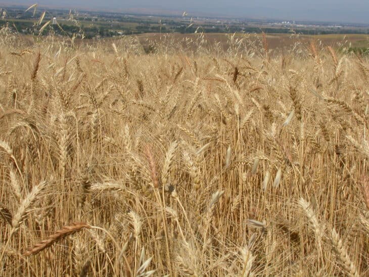 Wild oats (Avena fatua)