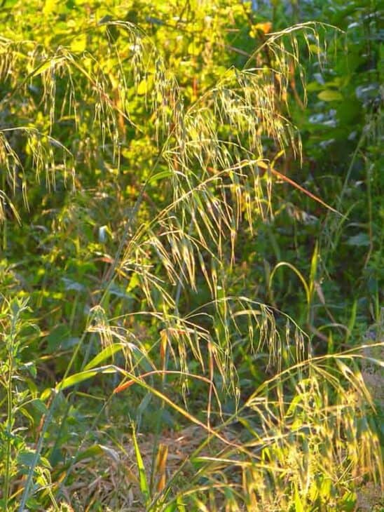 Wild oats (Avena fatua)