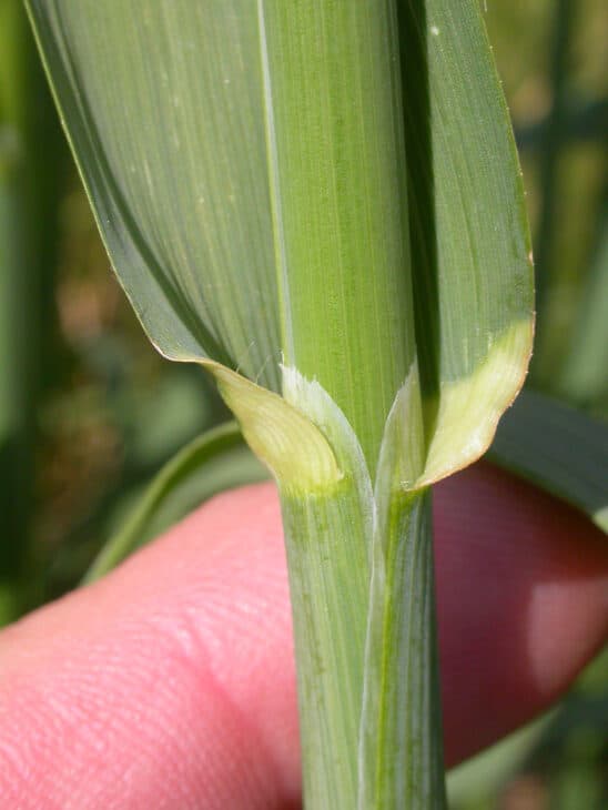 Wild oats (Avena fatua)