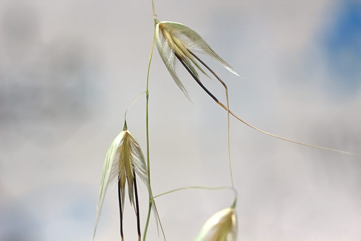 Wild oats (Avena fatua)