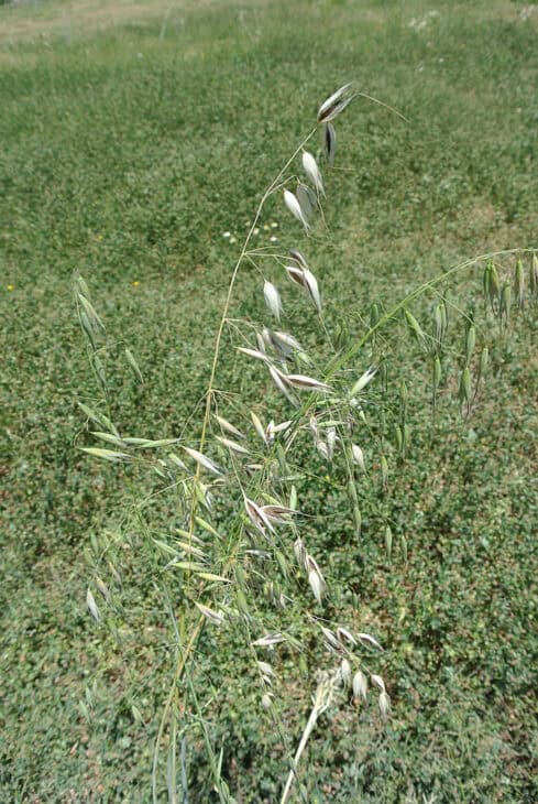 Wild oats (Avena fatua)
