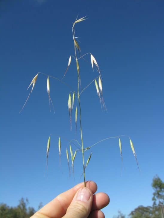 Wild oats (Avena fatua)
