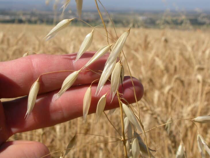 Wild oats (Avena fatua)