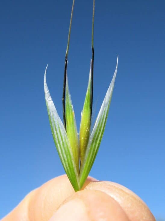 Wild oats (Avena fatua)