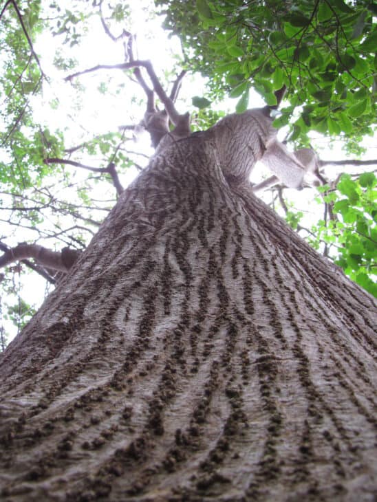 Wiliwili Tree (Erythrina sandwicensis)