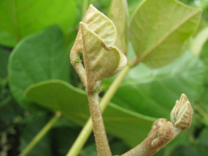 Wiliwili Tree (Erythrina sandwicensis)