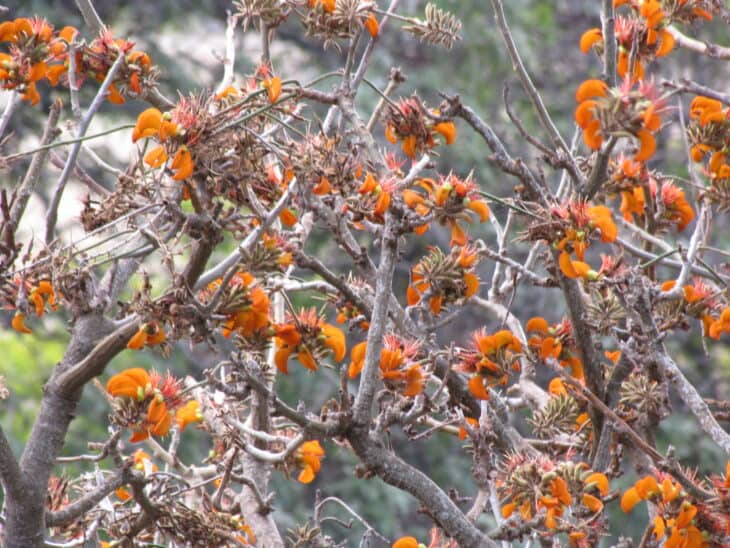 Wiliwili Tree (Erythrina sandwicensis)