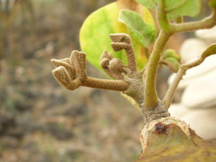Wiliwili Tree (Erythrina sandwicensis)