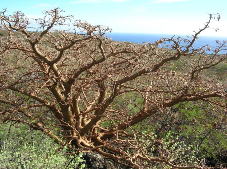 Wiliwili Tree (Erythrina sandwicensis)