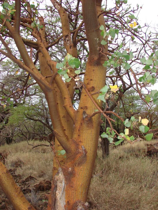 Wiliwili Tree (Erythrina sandwicensis)