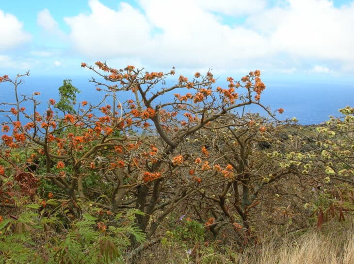 Wiliwili Tree (Erythrina sandwicensis)