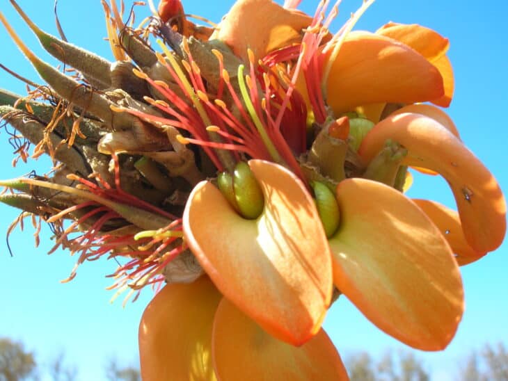 Wiliwili Tree (Erythrina sandwicensis)