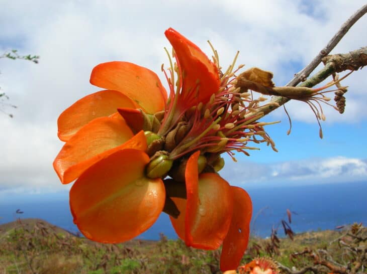 Wiliwili Tree (Erythrina sandwicensis)