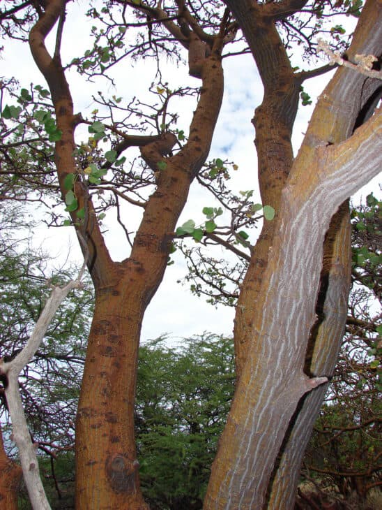 Wiliwili Tree (Erythrina sandwicensis)