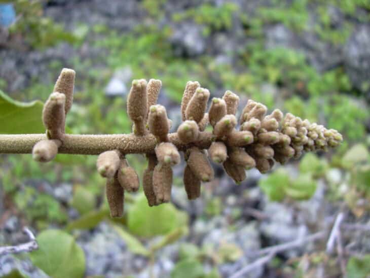 Wiliwili Tree (Erythrina sandwicensis)