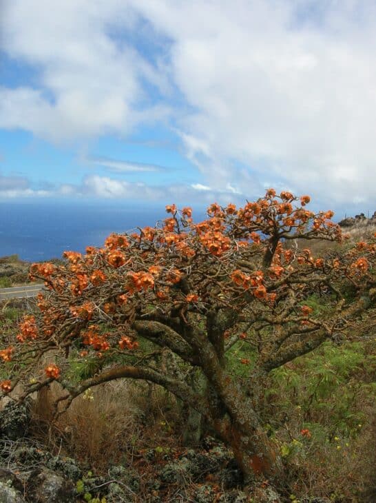 Wiliwili Tree (Erythrina sandwicensis)