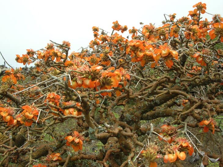 Wiliwili Tree (Erythrina sandwicensis)