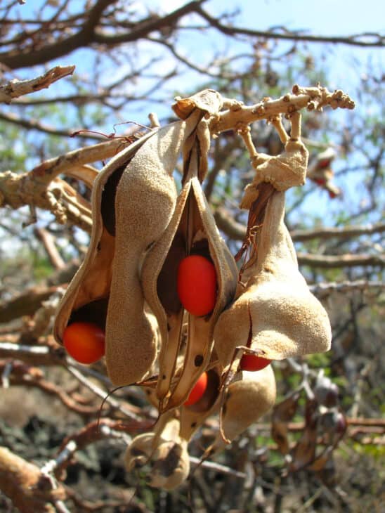 Wiliwili Tree (Erythrina sandwicensis)