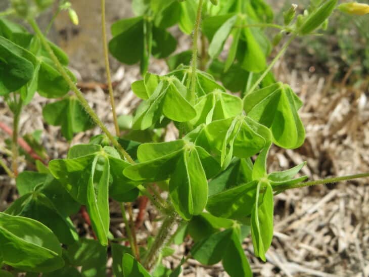 Yellowwood Sorrel (Oxalis stricta)
