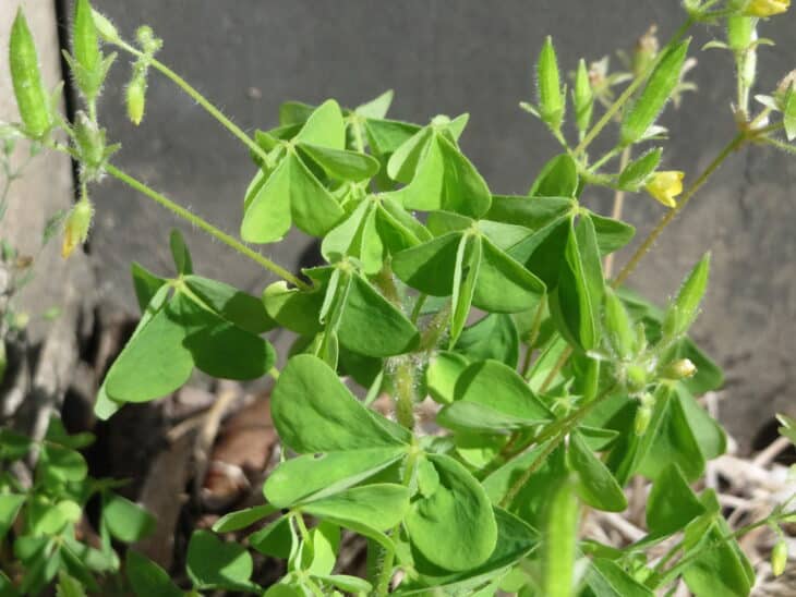 Yellowwood Sorrel (Oxalis stricta)