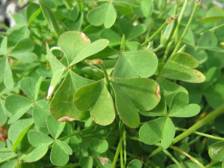 Yellowwood Sorrel (Oxalis stricta)