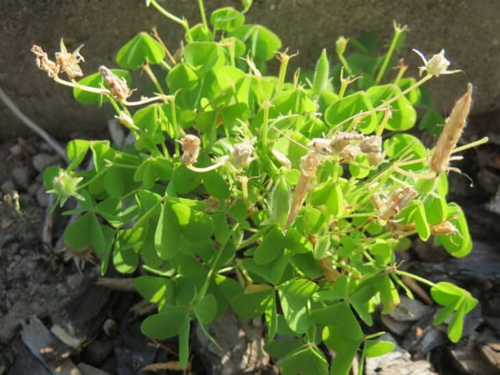 Yellowwood Sorrel (Oxalis stricta)