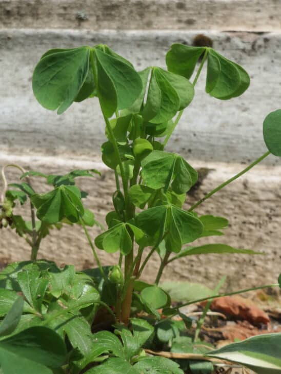Yellowwood Sorrel (Oxalis stricta)