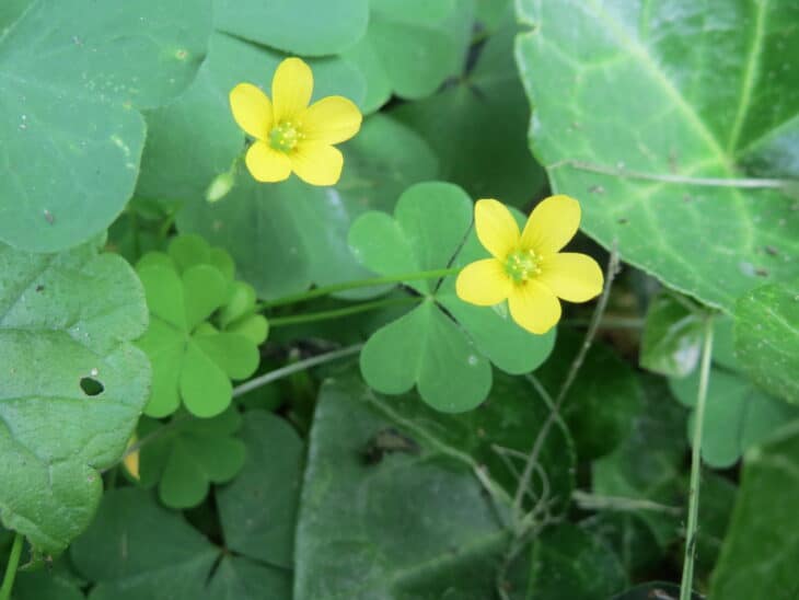 Yellowwood Sorrel (Oxalis stricta)