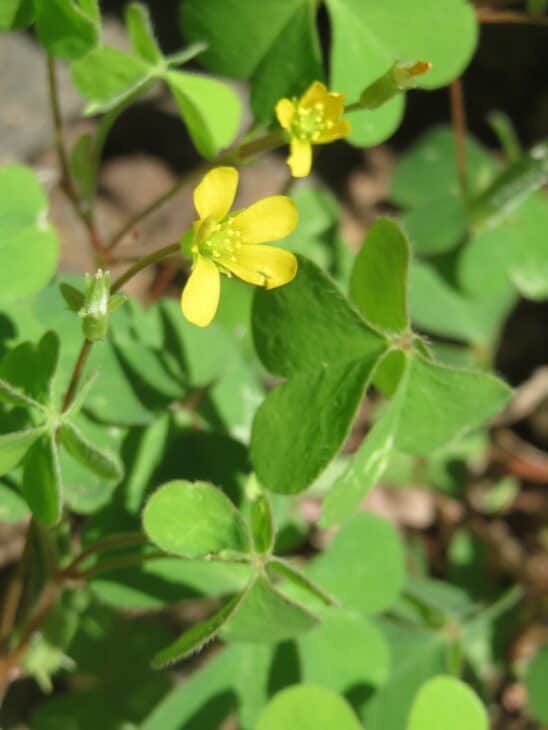 Yellowwood Sorrel (Oxalis stricta)