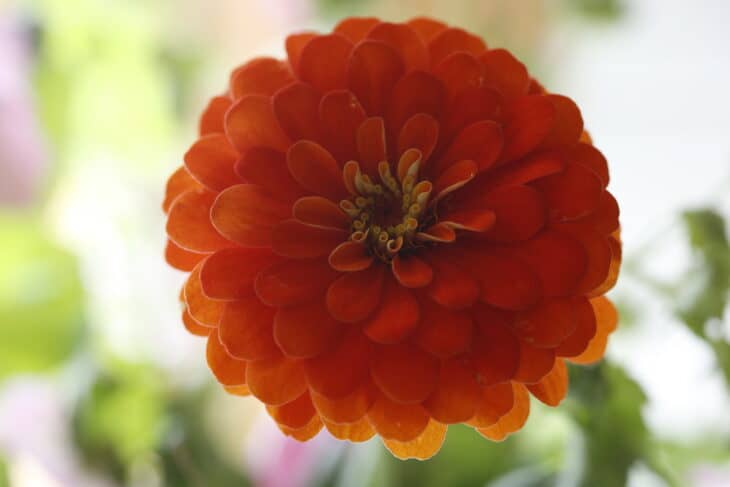 Zinnia elegans