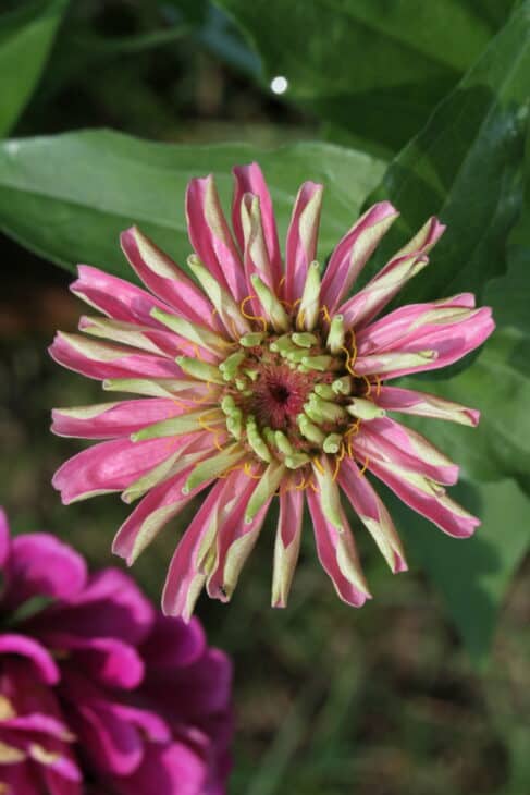 Zinnia elegans