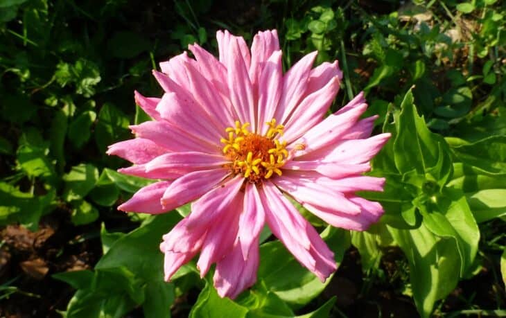 Zinnia elegans