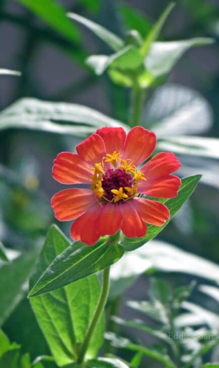 Zinnia elegans