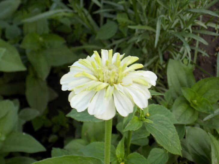 Zinnia elegans