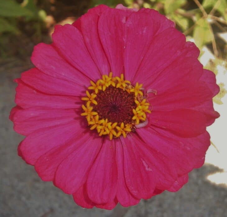 Zinnia elegans
