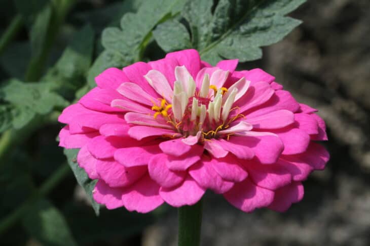 Zinnia elegans
