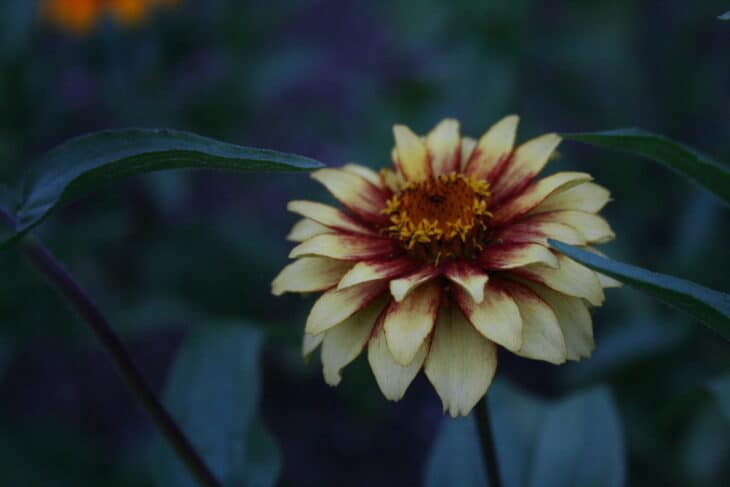 Zinnia elegans