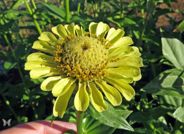 Zinnia elegans