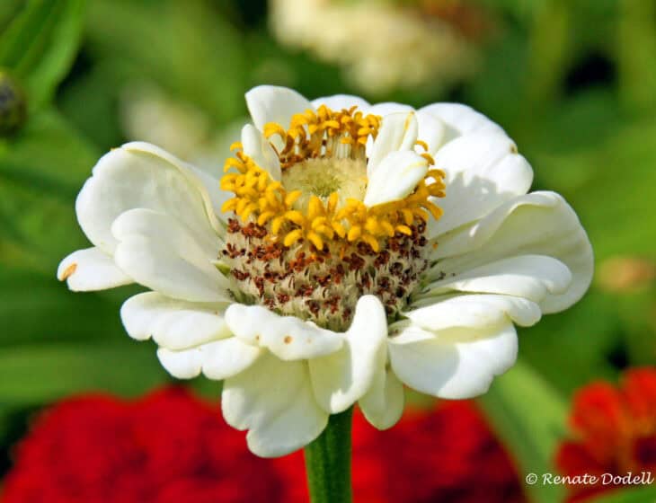 Zinnia elegans