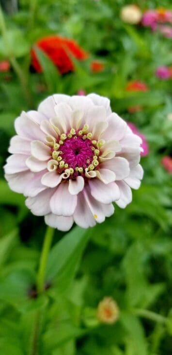 Zinnia elegans