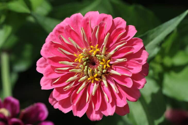 Zinnia elegans