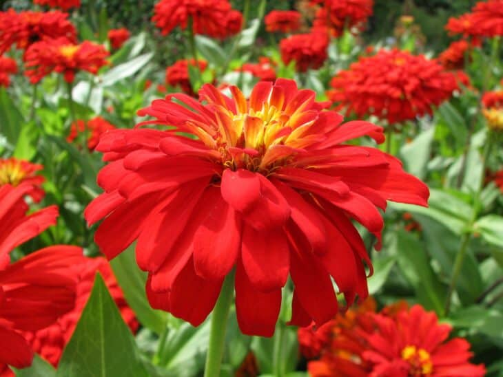 Zinnia elegans