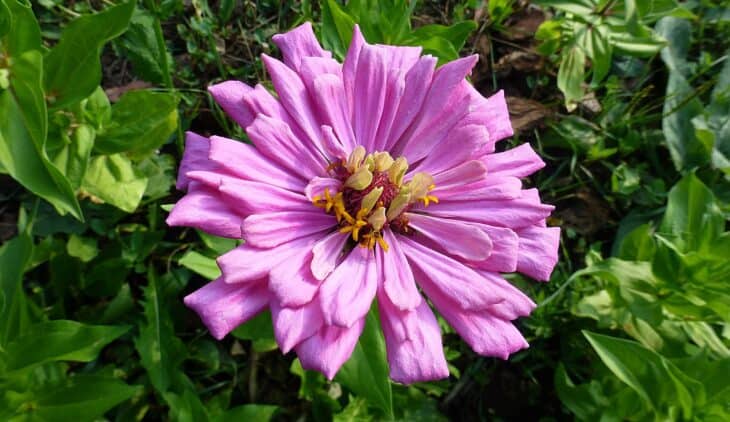Zinnia elegans