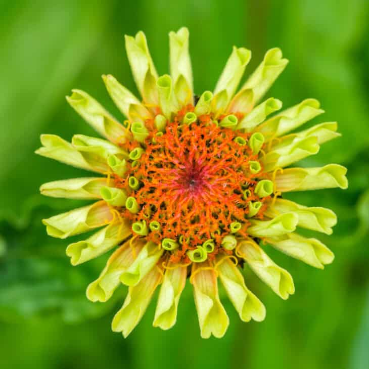 Zinnia elegans