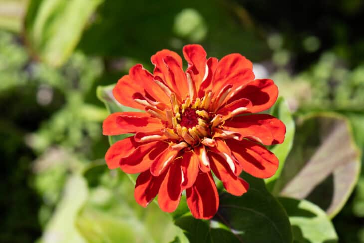 Zinnia elegans