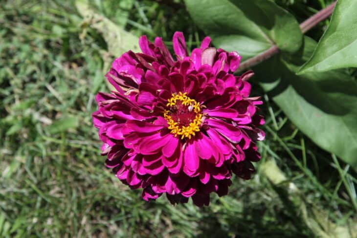 Zinnia elegans