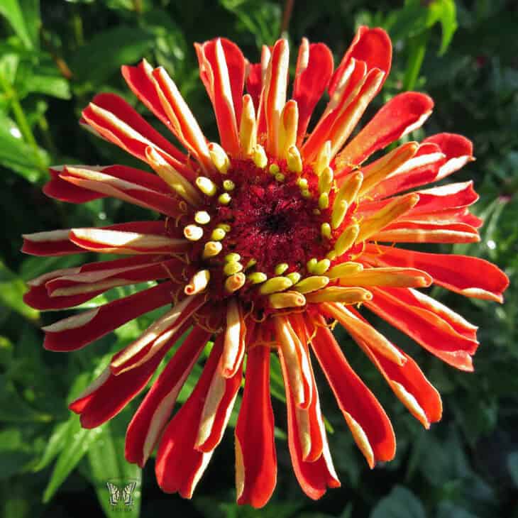 Zinnia elegans